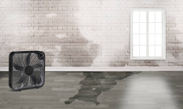Best Local water damage restoration  in Tama, IA